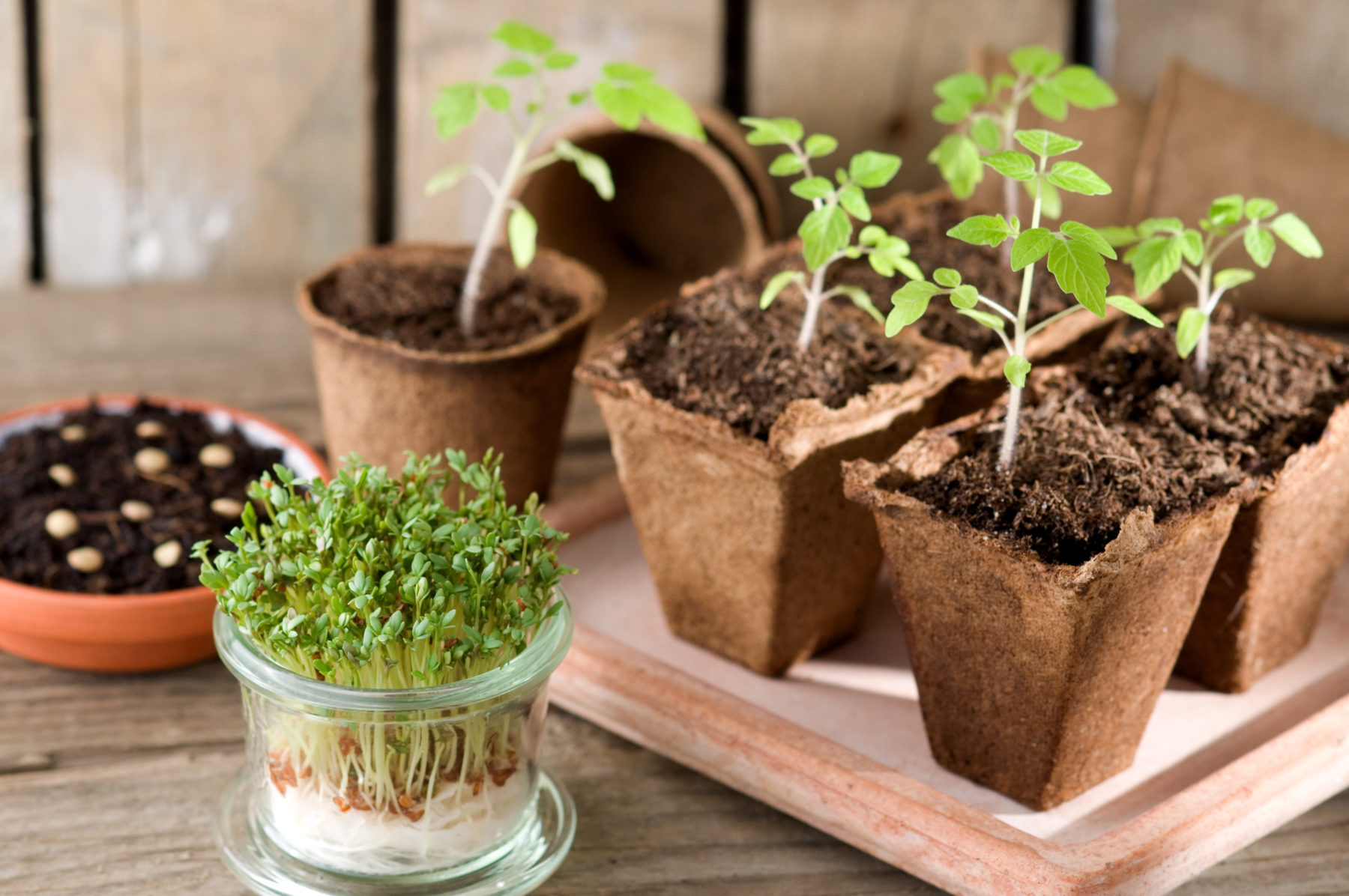 Image of Lettuce seedlings growing in a pot on a windowsill