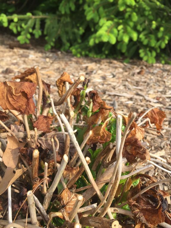 Dealing with Frost Damage - Naylor Landscape Management