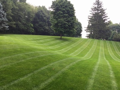 Lawn Care Lynnwood Wa