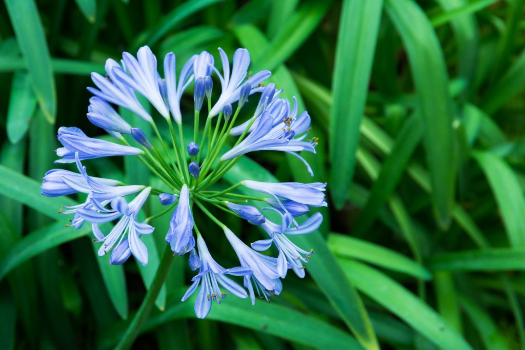 12 Types of Wildflowers for Summer Gardens