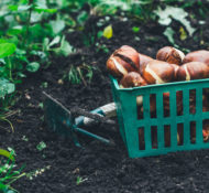 fall-planting-bulbs-garden