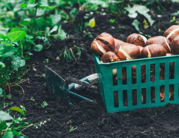 fall-planting-bulbs-garden