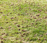 overseeding-aerating-dethatching-landscape-fall