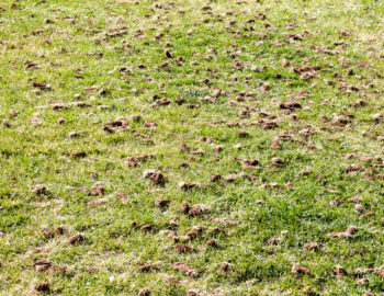 overseeding-aerating-dethatching-landscape-fall