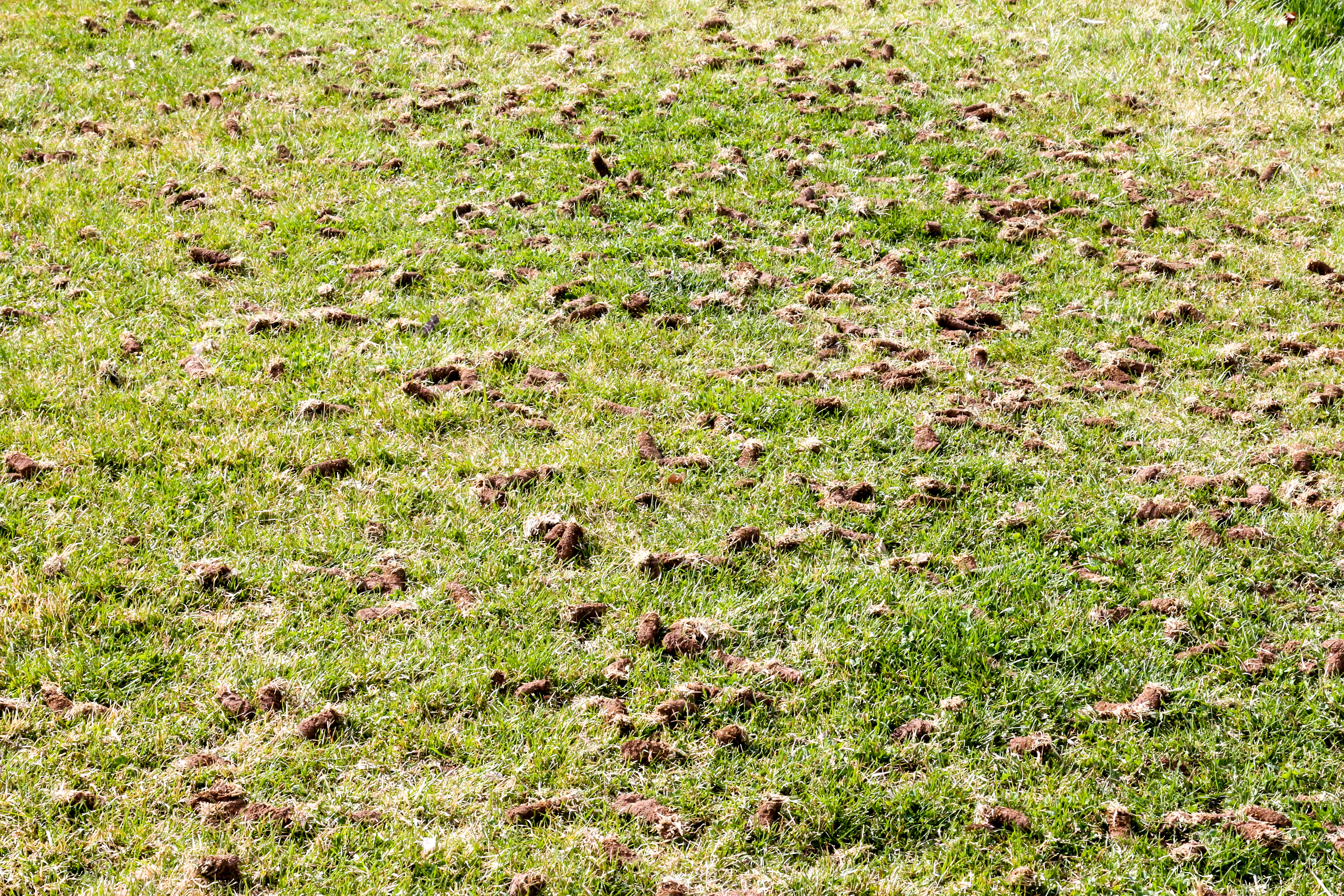 Overseeding Aerating Dethatching Autumn Landscape Maintenance