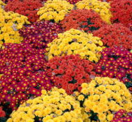 mums-mum-flower-fall-autumn