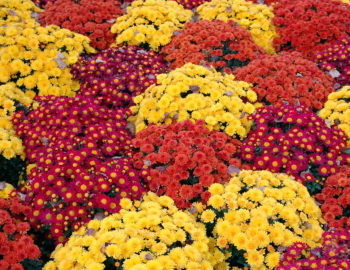 mums-mum-flower-fall-autumn