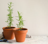 garden-herbs-indoor-rosemary