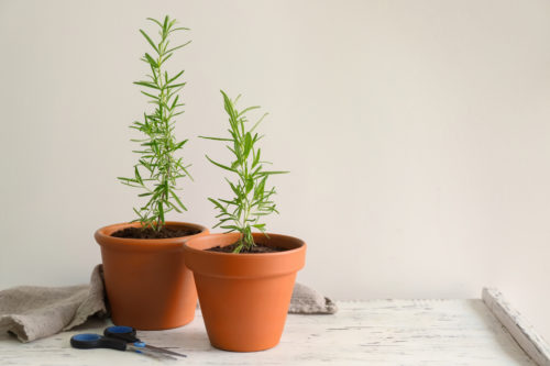 garden-herbs-indoor-rosemary