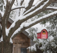 feed-birds-winter