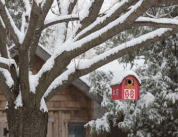 feed-birds-winter