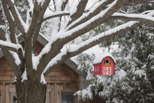 feed-birds-winter