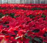 poinsettia