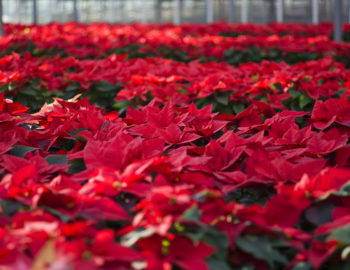 poinsettia